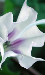 Secrète Datura il respiro del fiore