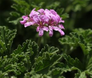 pelargonium-Graveolens